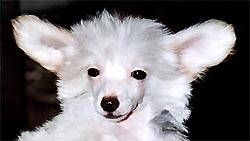 Oriental Jokes Sharon