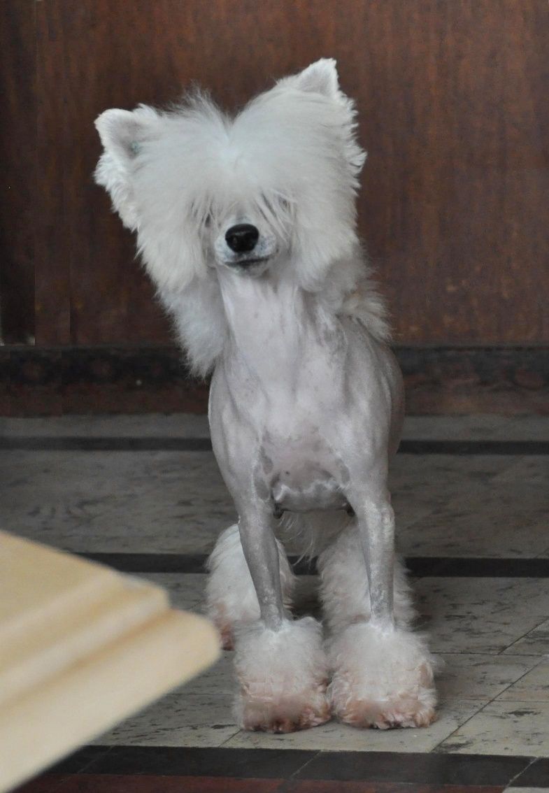 Oriental Jokes U.S. Exotica