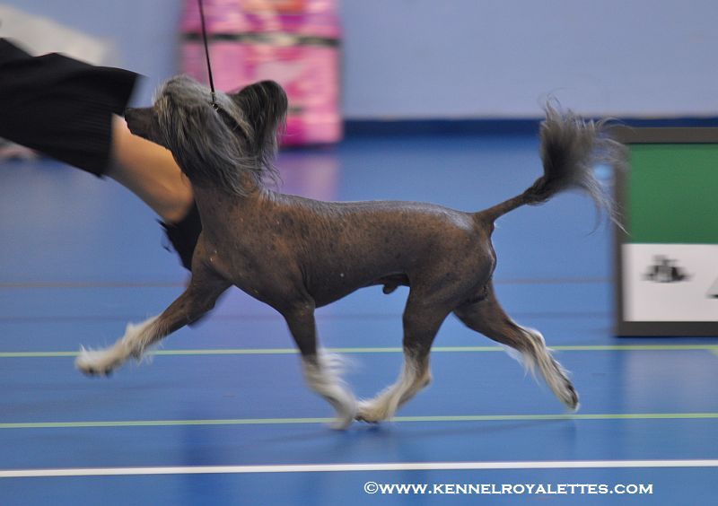 Oriental Jokes U.S. Marshal