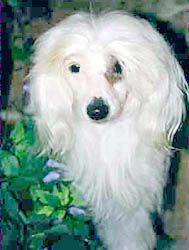 Poussin Du Trou De Granit