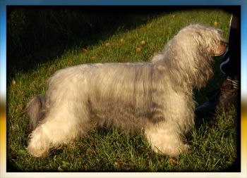 Princess Leia's Love Over Gold