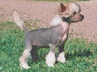 Rahel Petit Mendiant