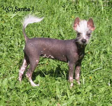 Rifelin Naked Cherub