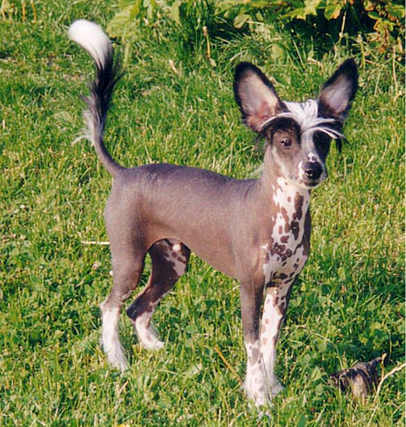 Rimabra's Dumbledore