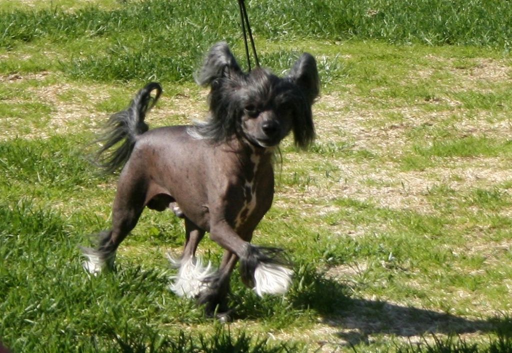 Rimabra's Harmonic Motion