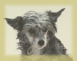 Rino Anne JP Chocolate Candy Floss