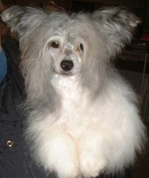 Rompford Mr Woo Of Inukchakka