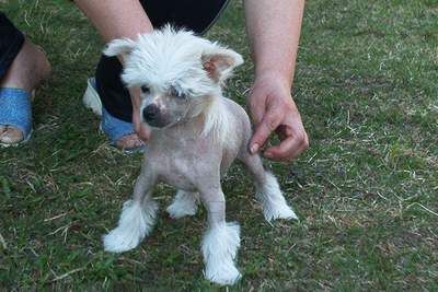 Royalgift Recall Armina