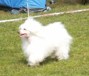 Royalgift Snowman Chico