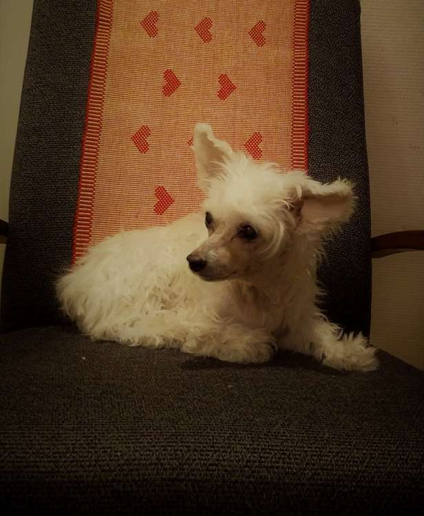 Secret Line's Hot China Doll