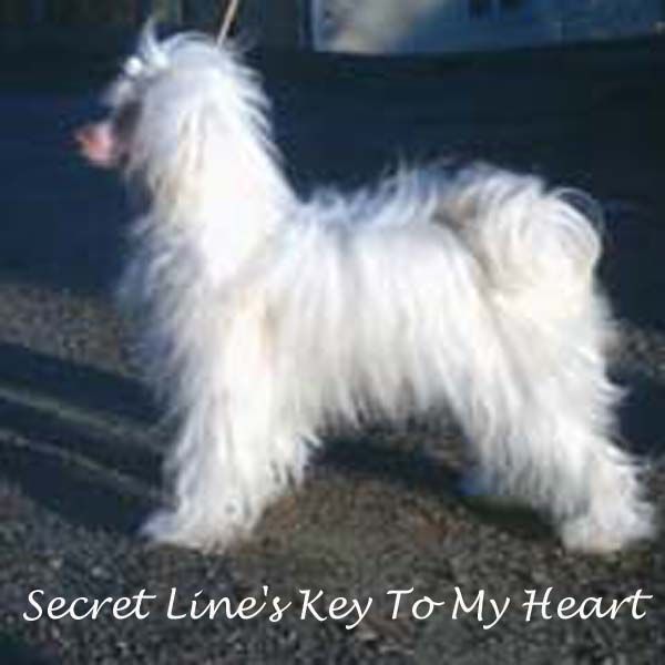 Secret Line's Key To My Heart