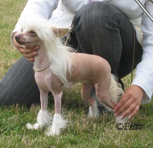 Secret Line's Kiss Me Honey