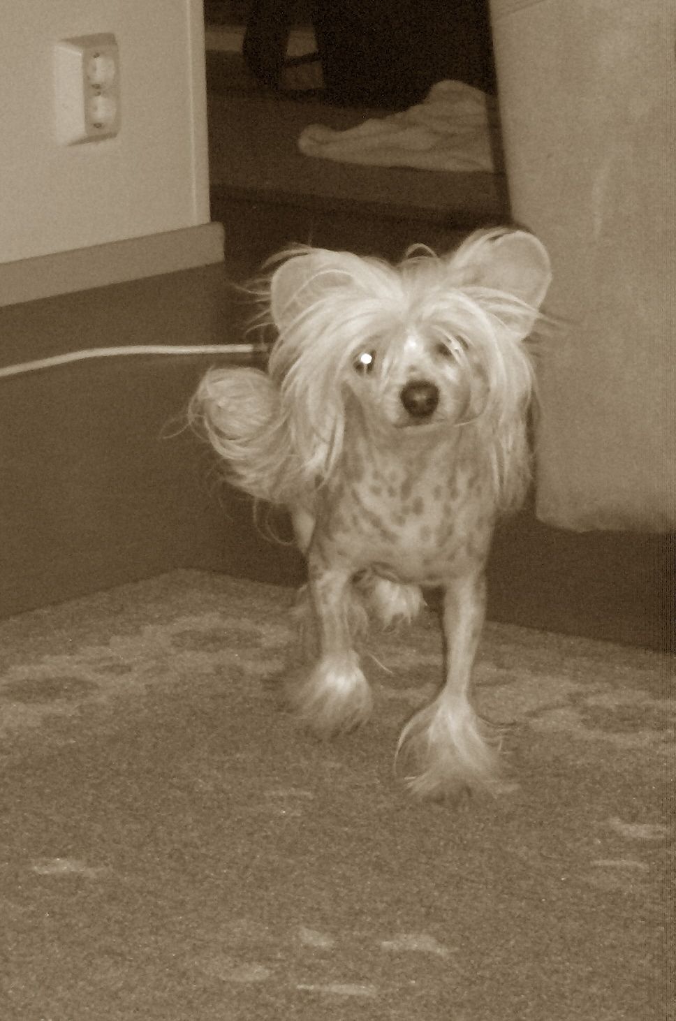 Shademate Clarissimba