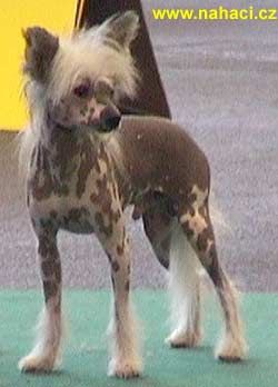 Shambhala's Hot To Trot