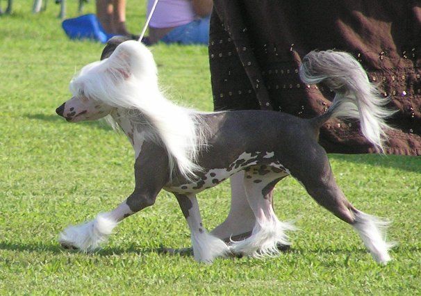 Shida Private Dancer