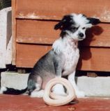 Shumllea Slap N' Tickle At Bradwen JW