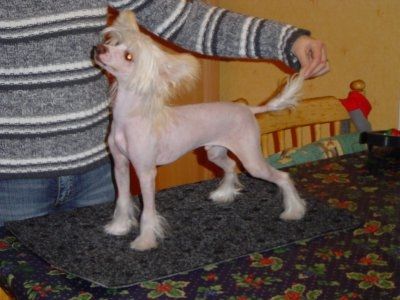 Sippelins Master Of Magic