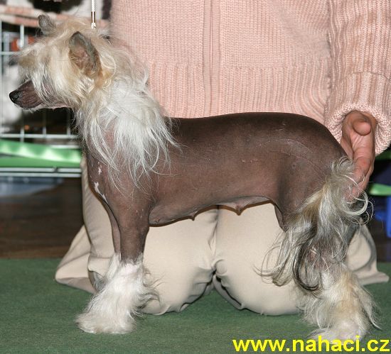 Sonata Sussie od Chlpiku