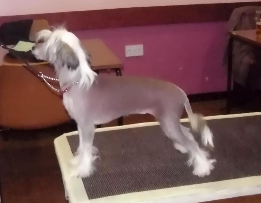 Sophijace Sophies Princess