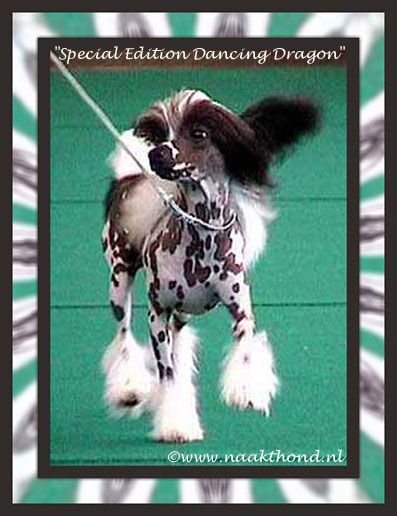 Special Edition Dancing Dragon