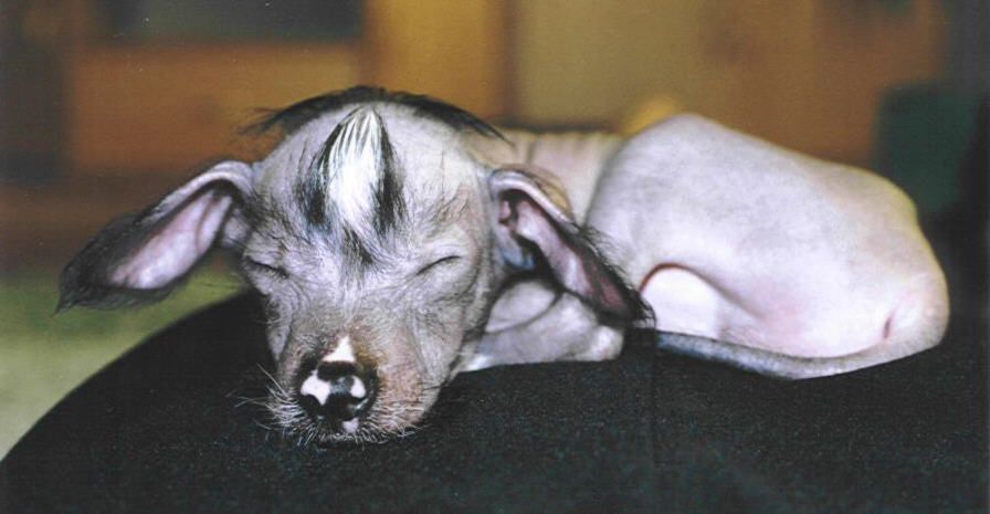 Starglow's Dolze Vita