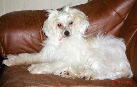 Taijan Dreamer Ready For Zipolinos