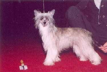 Tamerlan Beshtau Kemperi Zvezda Gzhesiki