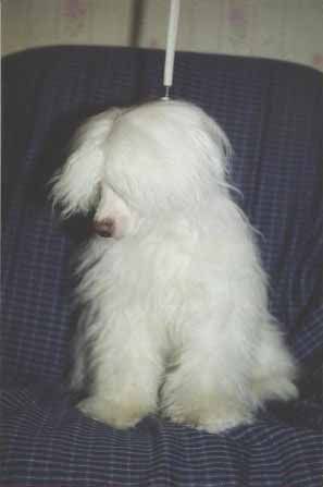 Tamerlan Beshtau Imperiya