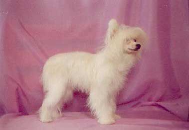 Tamerlan Beshtau Illuzia