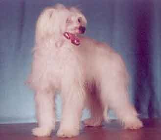 Tamerlan Beshtau Intriga