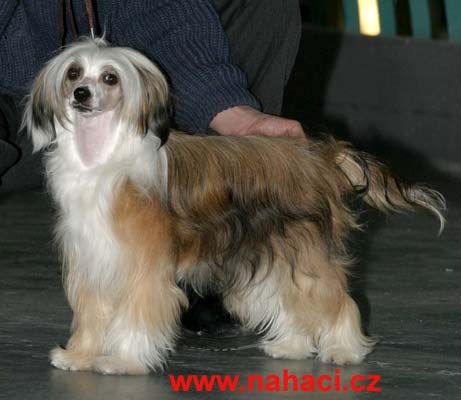 Tiziana Powder od Chlpiku