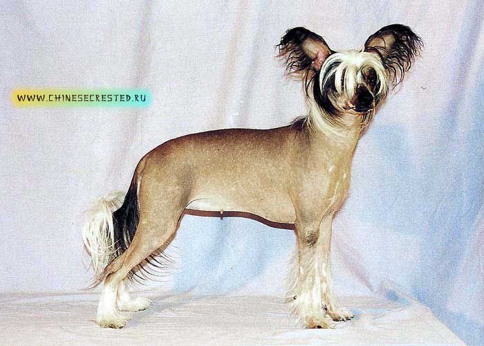 Vellar Pljus Antuanetta