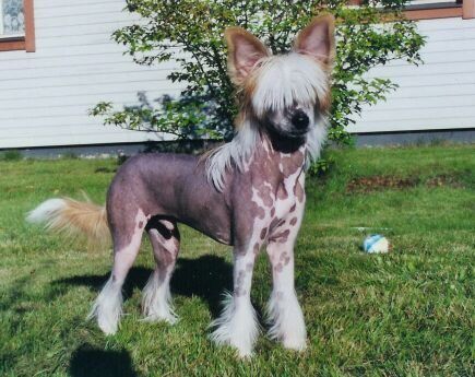 Volshebnaja Loshadka Viking