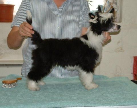 Wickhaven Back In Black