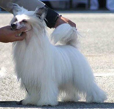 Xioma Element Of Fire