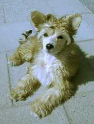 Xodix Arngrim of Braveheart