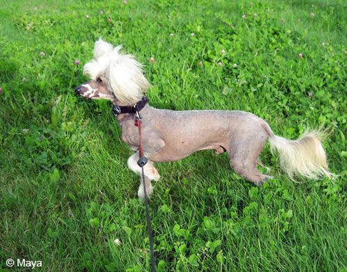 Xodix Azaldur of Braveheart