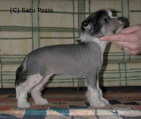 Yodanites Goes Zhannels