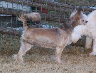 Zalex Always Lover Beauty