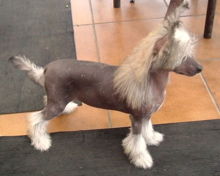 Zucci In Vouge with Vanitonia