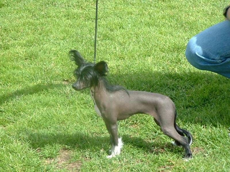 Rimabra's Dolly Dimples Con Quyava