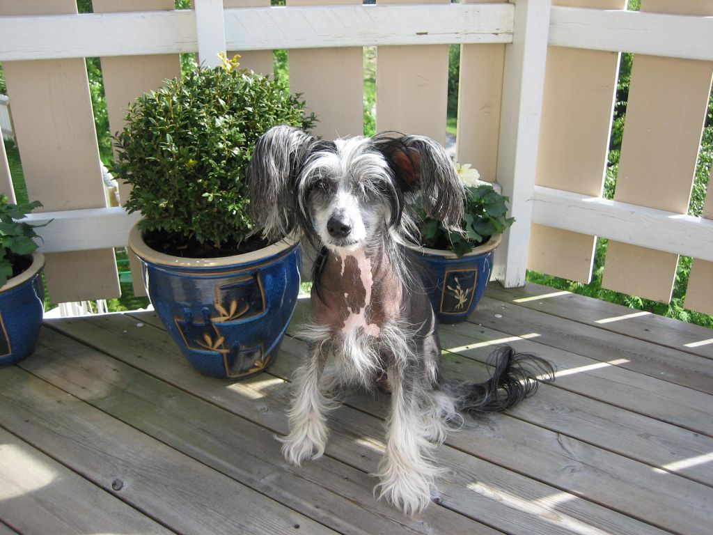 Rimabra's Jerico-Hugo