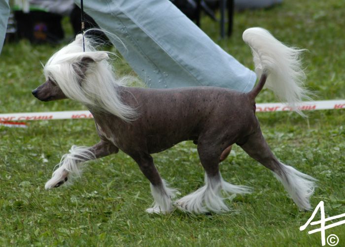 Proud Pony Local Hero