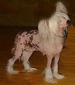 Glebeheath the Stripper