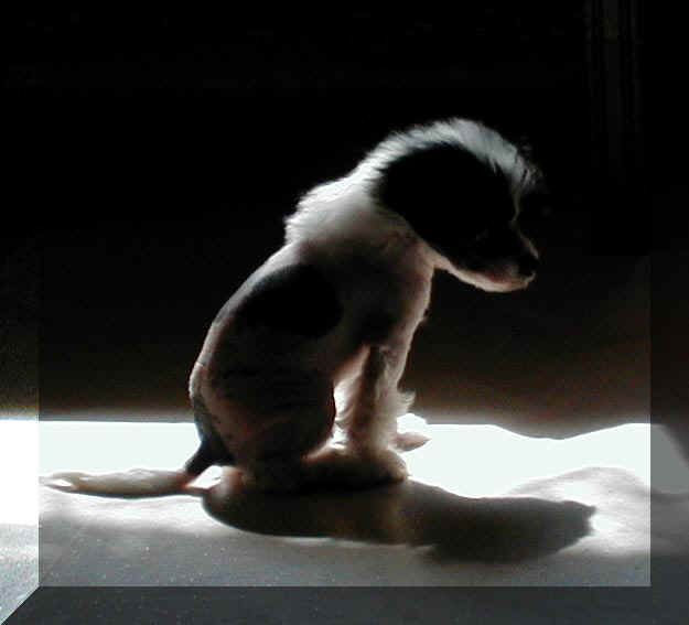 Spirit Of Mantra's Winnie The Pooh