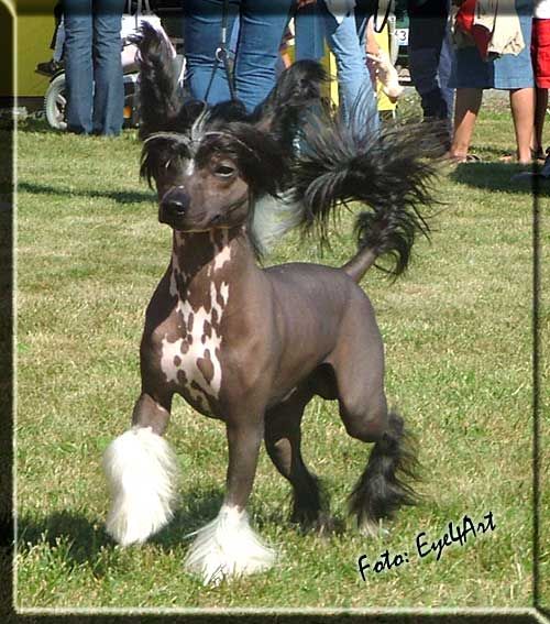 De La Mahafu's Briar 