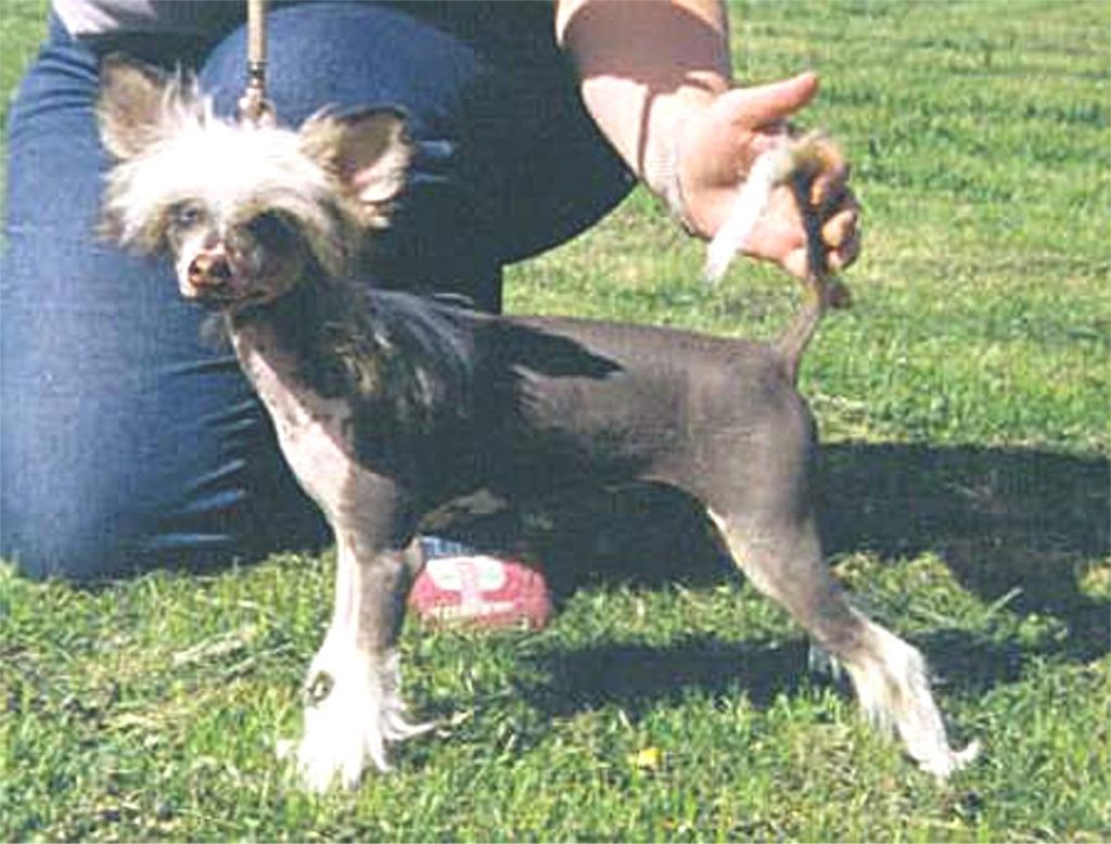 Zipolino's Lady Of My Heart