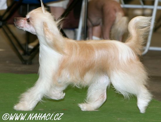 Angelika Nezkrotna Markyza