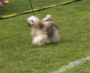 Sippelins Maybe Last Danc