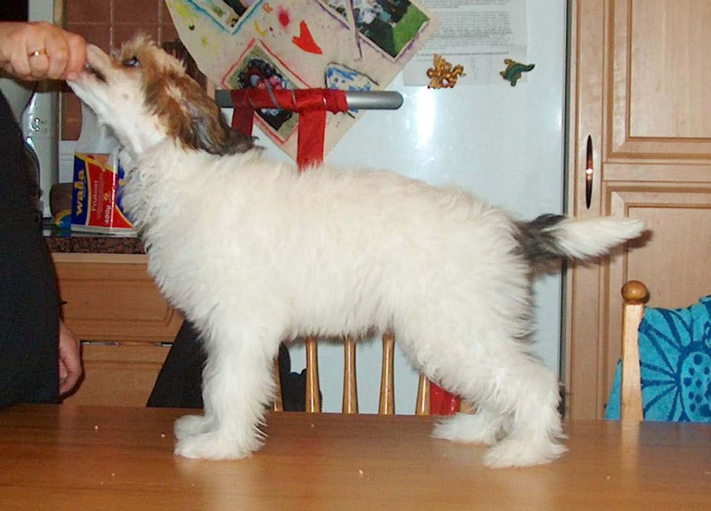 Sippelins Never Quit